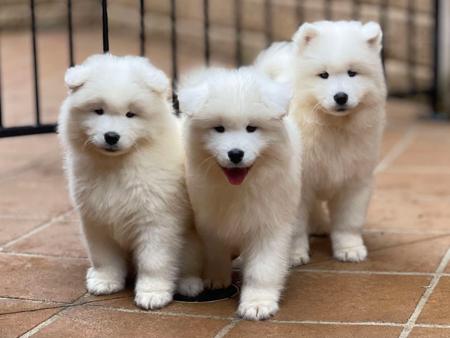Samoyed puppy for sale by SAMAYAHSAMOYEDS