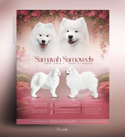 Samoyed puppy for sale by SAMAYAHSAMOYEDS