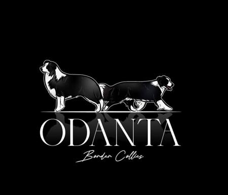 Border Collie for sale by ETHANJAMES9936