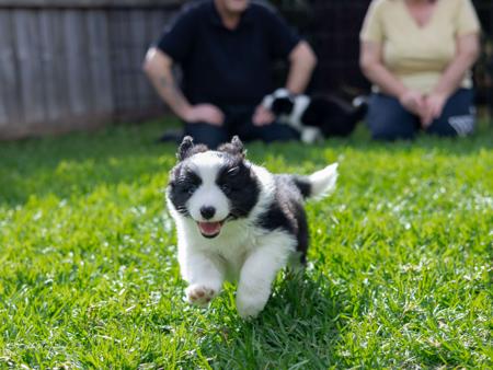 Border Collie for sale by ODANTA