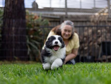 Border Collie for sale by ODANTA