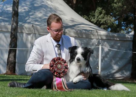 Border Collie for sale by ODANTA