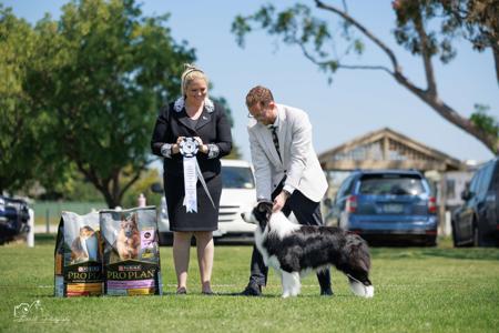 Border Collie for sale by ODANTA