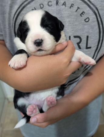 Border Collie for sale by JEBILLA