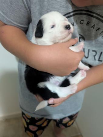 Border Collie for sale by JEBILLA