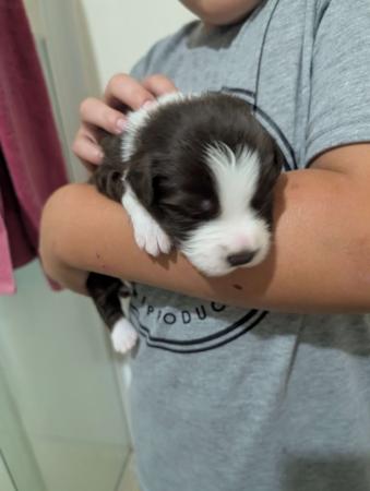 Border Collie for sale by JEBILLA