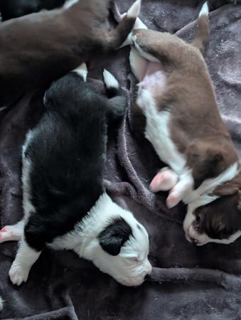 Border Collie for sale by JEBILLA