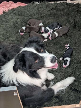 Border Collie for sale by JEBILLA