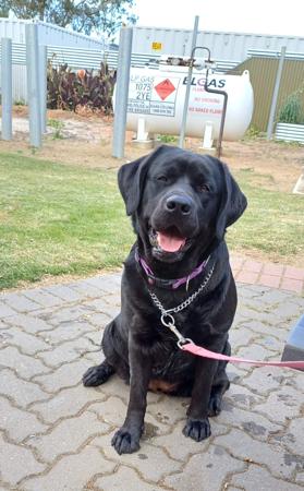 Labrador Retriever for sale by INDUSLAB