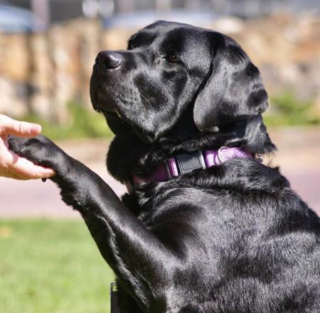 Labrador Retriever for sale by INDUSLAB