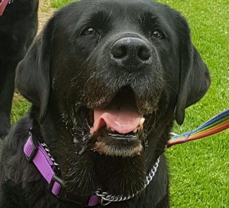 Labrador Retriever for sale by INDUSLAB