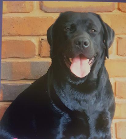 Labrador Retriever for sale by INDUSLAB