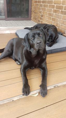 Labrador Retriever for sale by INDUSLAB