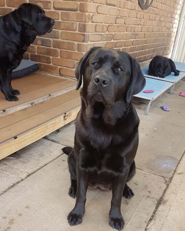 Labrador Retriever for sale by INDUSLAB