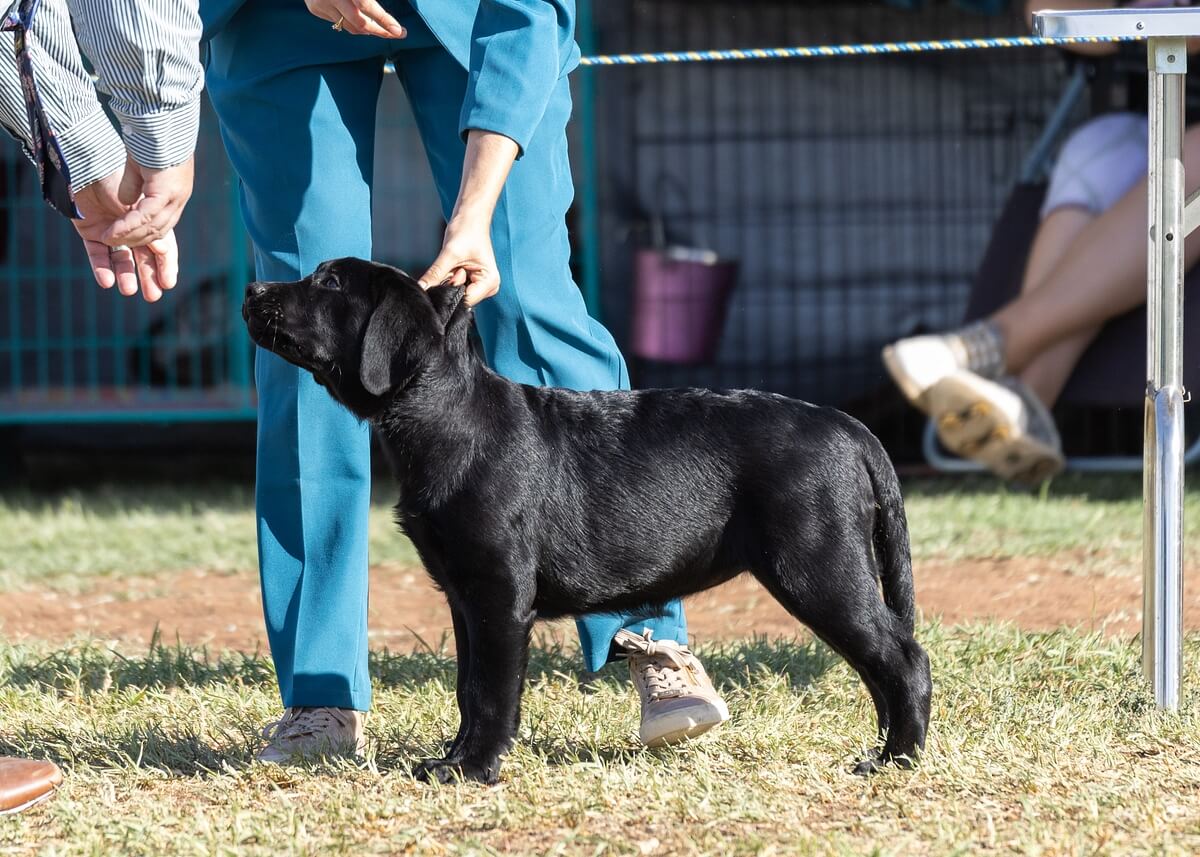 Induslab Fields Of Clover (a.i) Labrador Retriever - Owned by Annette White