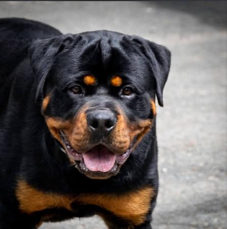 Rottweiler for sale by JERAKEDA