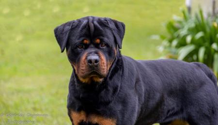 Rottweiler for sale by JERAKEDA