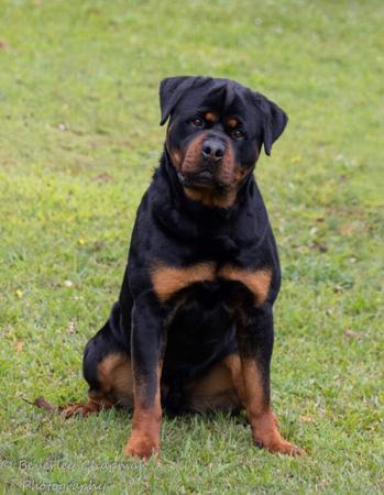 Rottweiler for sale by JERAKEDA