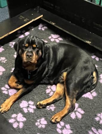 Rottweiler for sale by JERAKEDA