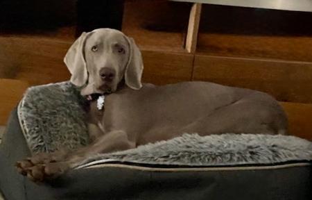 Weimaraner puppy for sale by GRISEUS