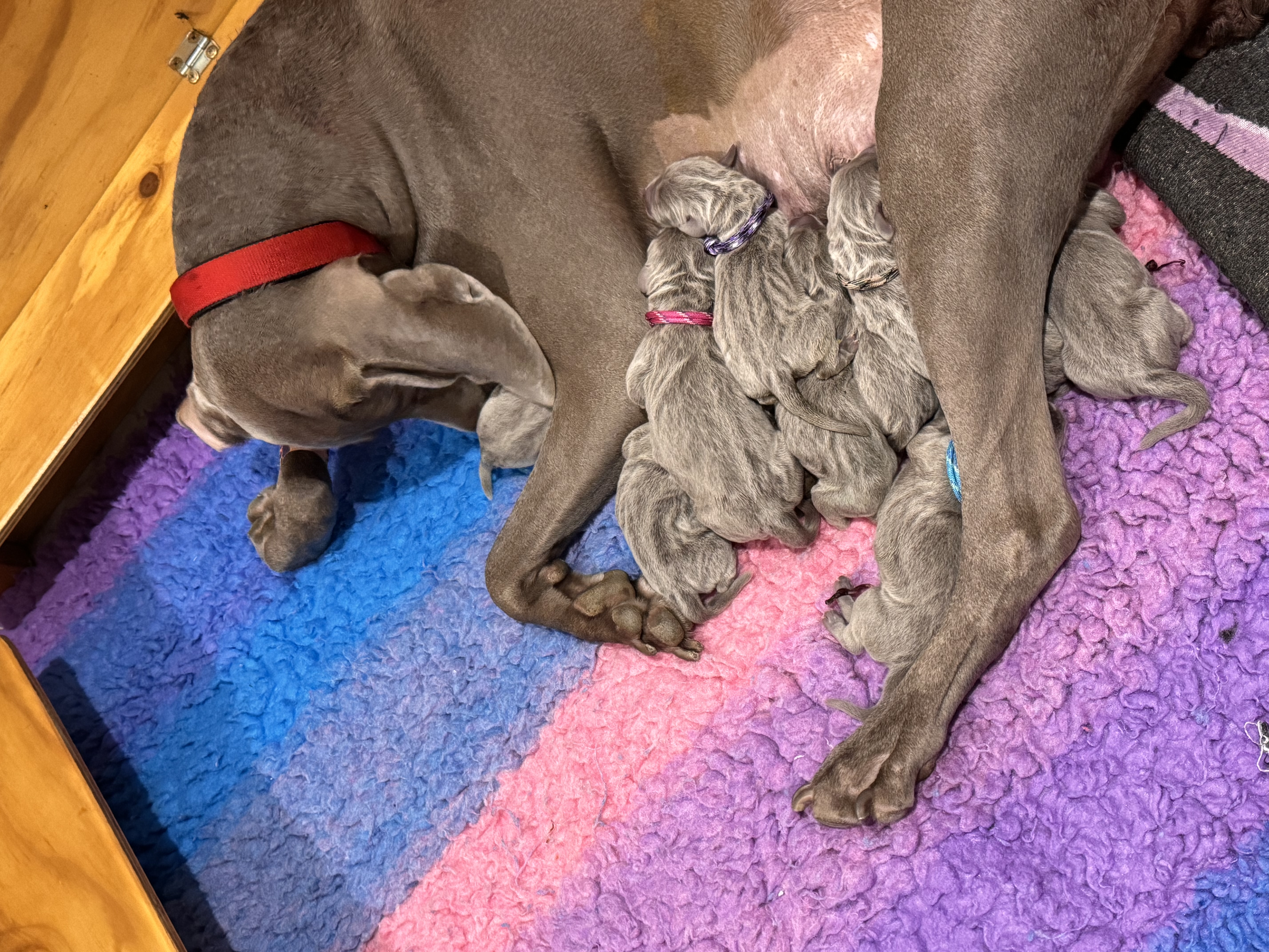 Weimaraner puppy for sale by GRISEUS