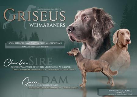 Weimaraner puppy for sale by GRISEUS