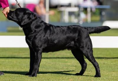 Labrador Retriever puppy for sale by ALUNAHEART