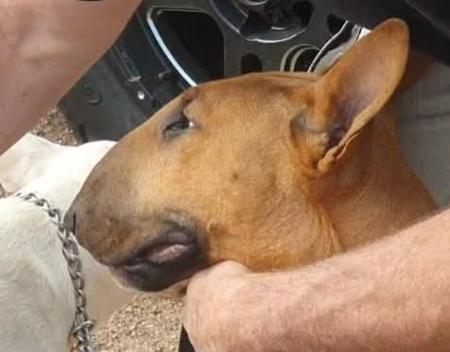 Bull Terrier puppy for sale by CHEPANTAH