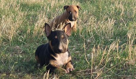 Bull Terrier puppy for sale by CHEPANTAH