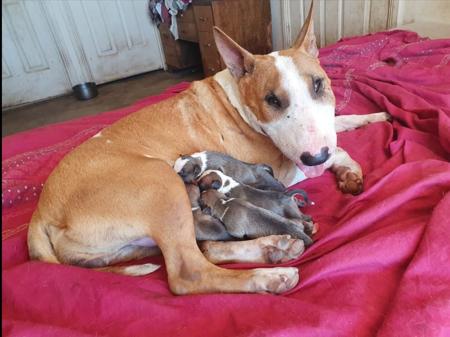 Bull Terrier puppy for sale by CHEPANTAH