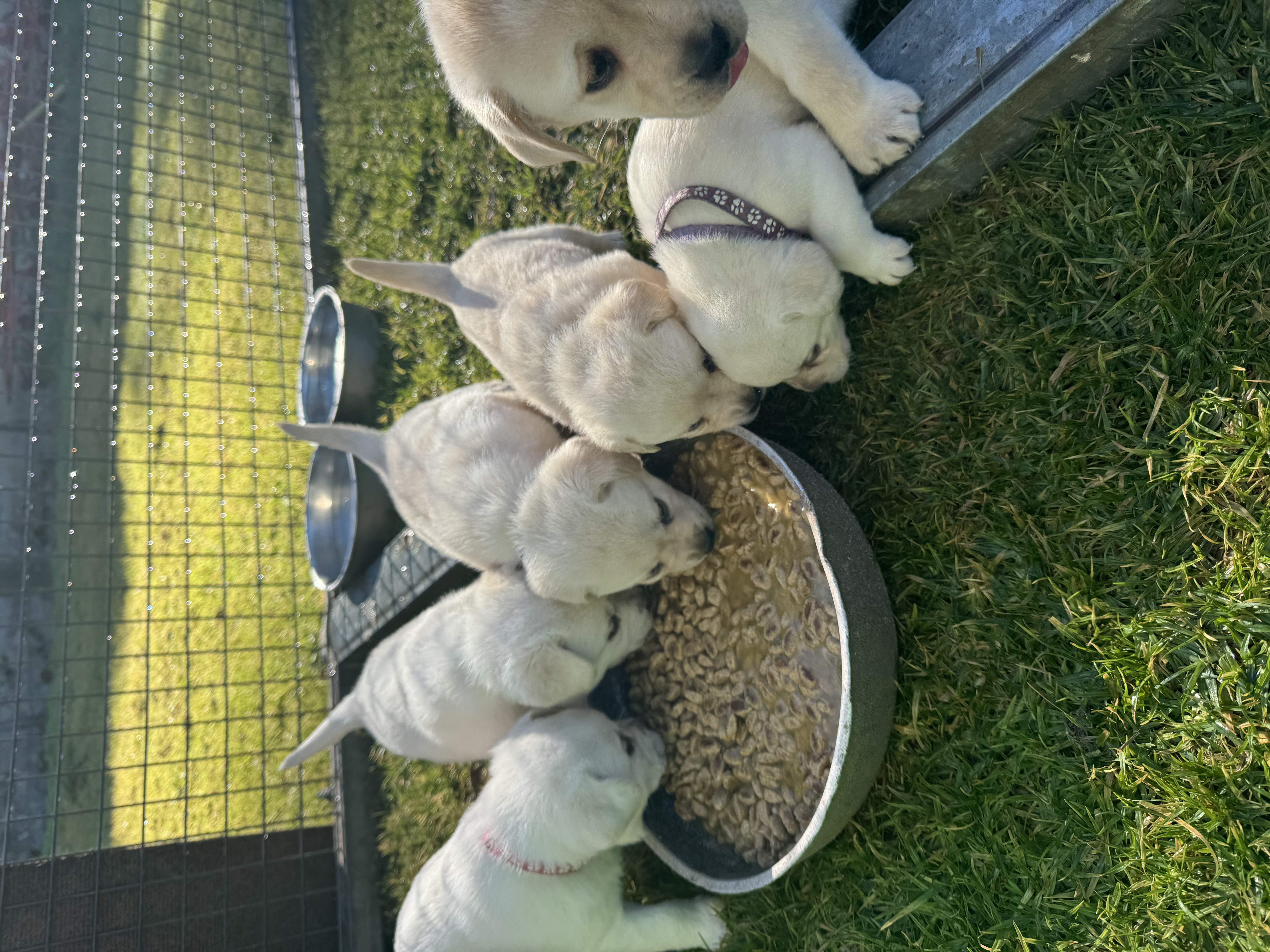 Labrador Retriever puppy for sale by LYSTERLABRADOR