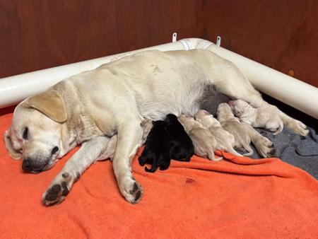 Labrador Retriever puppy for sale by LYSTER