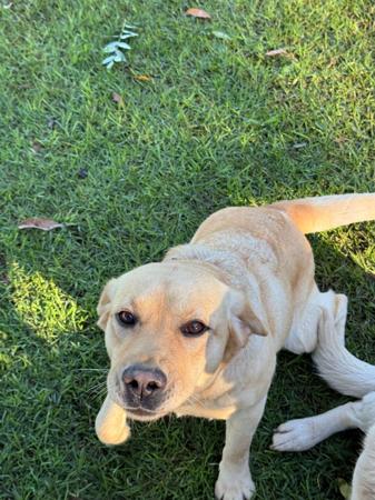 Labrador Retriever puppy for sale by LYSTERLABRADOR