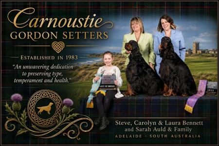 Gordon Setter for sale by CARNOUSTIE