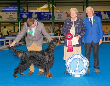 Gordon Setter for sale by CARNOUSTIE
