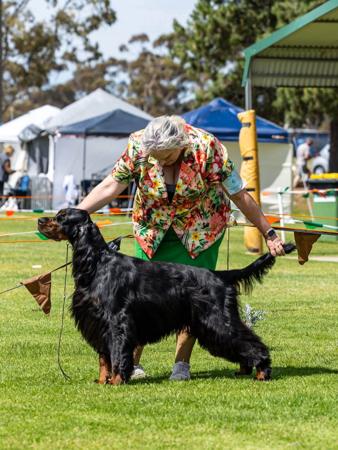 Gordon Setter for sale by CARNOUSTIE