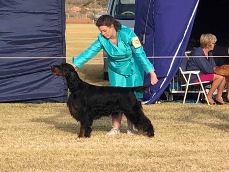 Gordon Setter for sale by CARNOUSTIE