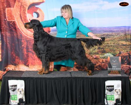 Gordon Setter for sale by CARNOUSTIE