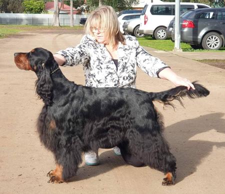 Gordon Setter for sale by CARNOUSTIE