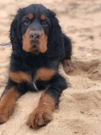 Gordon Setter for sale by CARNOUSTIE