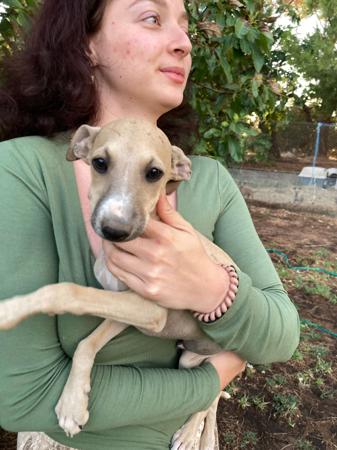 Italian Greyhound puppy for sale by BLANERNE