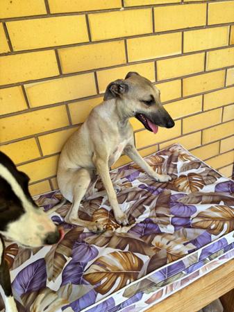 Italian Greyhound puppy for sale by BLANERNE