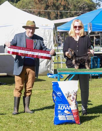 Yorkshire Terrier for sale by MEDULA80