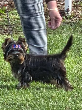 Yorkshire Terrier for sale by LARNEE