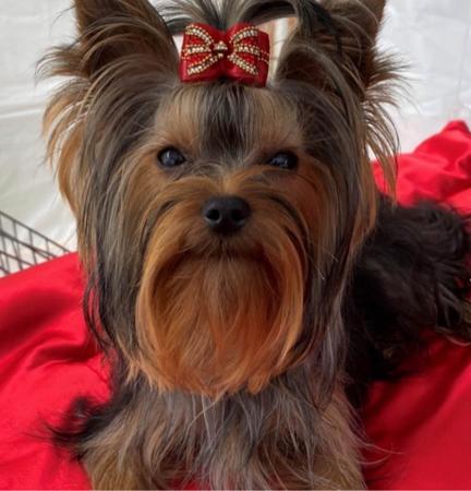 Yorkshire Terrier for sale by LARNEE
