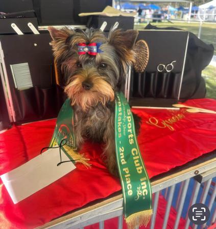 Yorkshire Terrier for sale by LARNEE