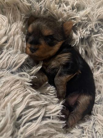 Yorkshire Terrier for sale by LARNEE