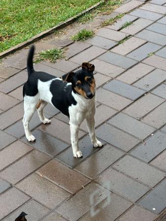 Tenterfield Terrier puppy for sale by JODICOOPER
