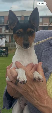 Wesburgh Little Aussie Ratbag Tenterfield Terrier