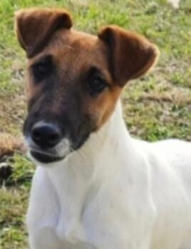 Fox Terrier (Smooth) for sale by TAMARD